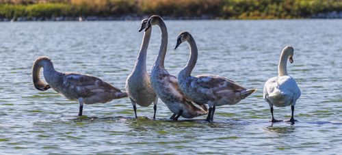 Free A group of swans peacefully standing on a serene lake, displaying natural wildlife beauty. Stock Photo