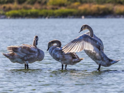 Free Three cygnets perched on a tranquil lake, surrounded by lush greenery, basking in sunlight. Stock Photo
