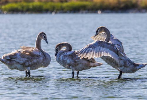 Mute Swans in Lake Water