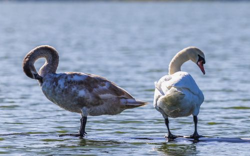 Free Two mute swans majestically resting on a calm lake, showcasing wildlife beauty. Stock Photo