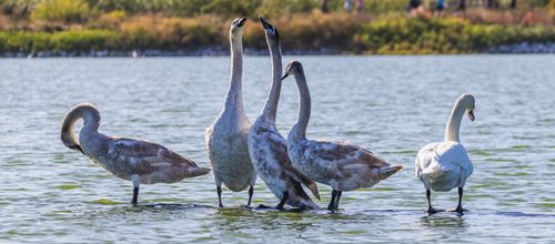 Free A serene group of swans gracefully standing in a tranquil river setting, showcasing natural beauty. Stock Photo
