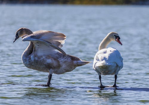 Mute Swans in Lake
