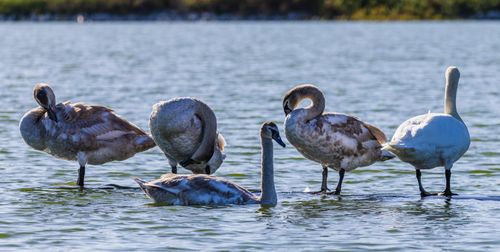 Free Serene view of swans resting and swimming on a lake under clear daylight. Stock Photo