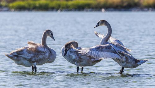 Free Three juvenile trumpeter swans standing in a river during daylight. Wildlife photography. Stock Photo