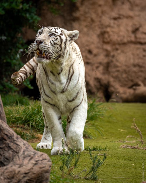 Gratis stockfoto met beest, bengaalse tijger, dierentuin Stockfoto