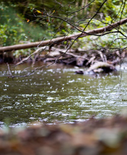 Dry Tree Branch above River in Forest