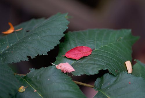 Close-up of Colorful Leaves on Blur Background