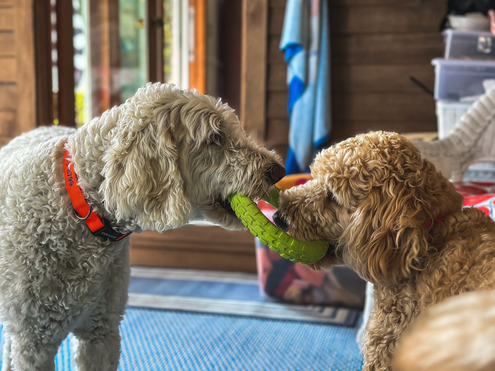 Best Interactive Dog Toys for Senior Dogs (2026) – Engaging, Gentle Play That Supports Aging Pets