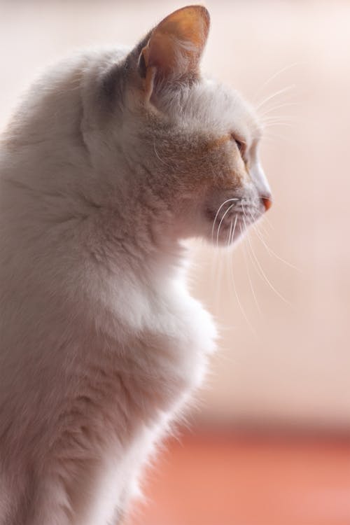 Close up of White Cat