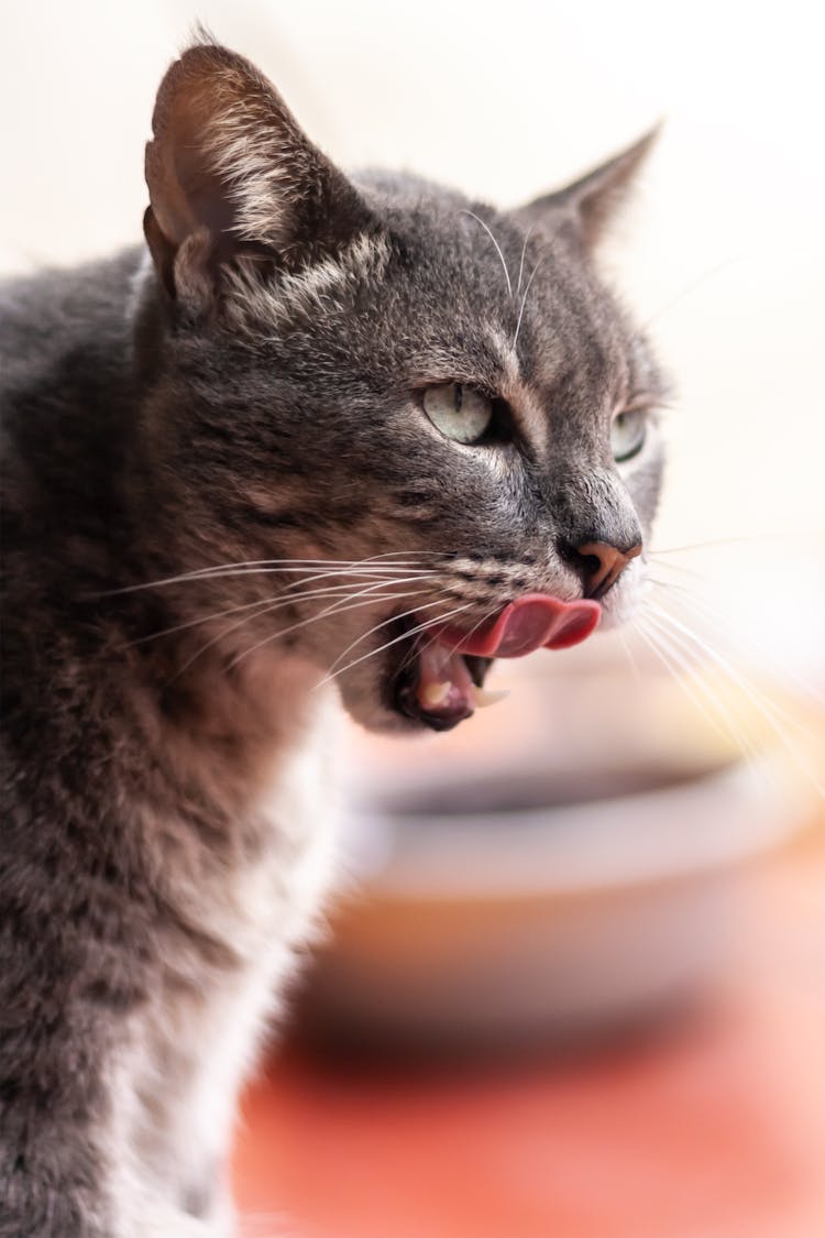 Close Up Of Cat Head