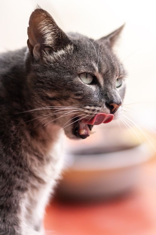 Free Adorable gray cat licking its lips in a close-up shot, perfect for pet lovers. Stock Photo