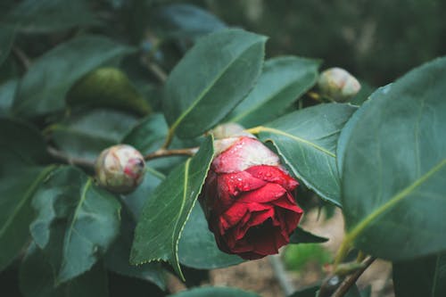 Red Rose and Leaves around