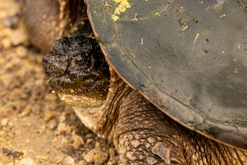 Common Snapping Turtle Diet: A Comprehensive Guide