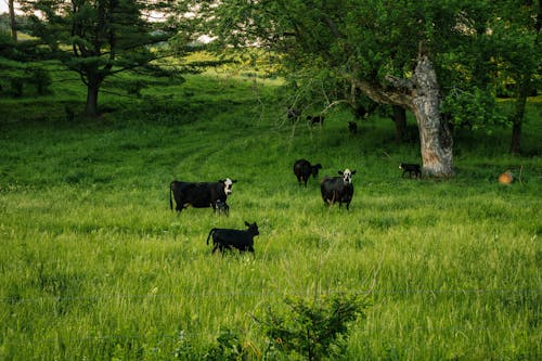 動物, 奶牛, 家畜 的 免费素材图片