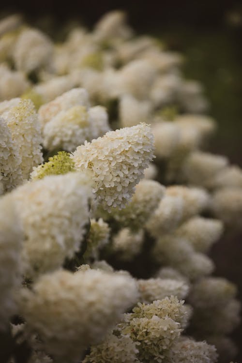 Close up of White Hydrangea Flowers