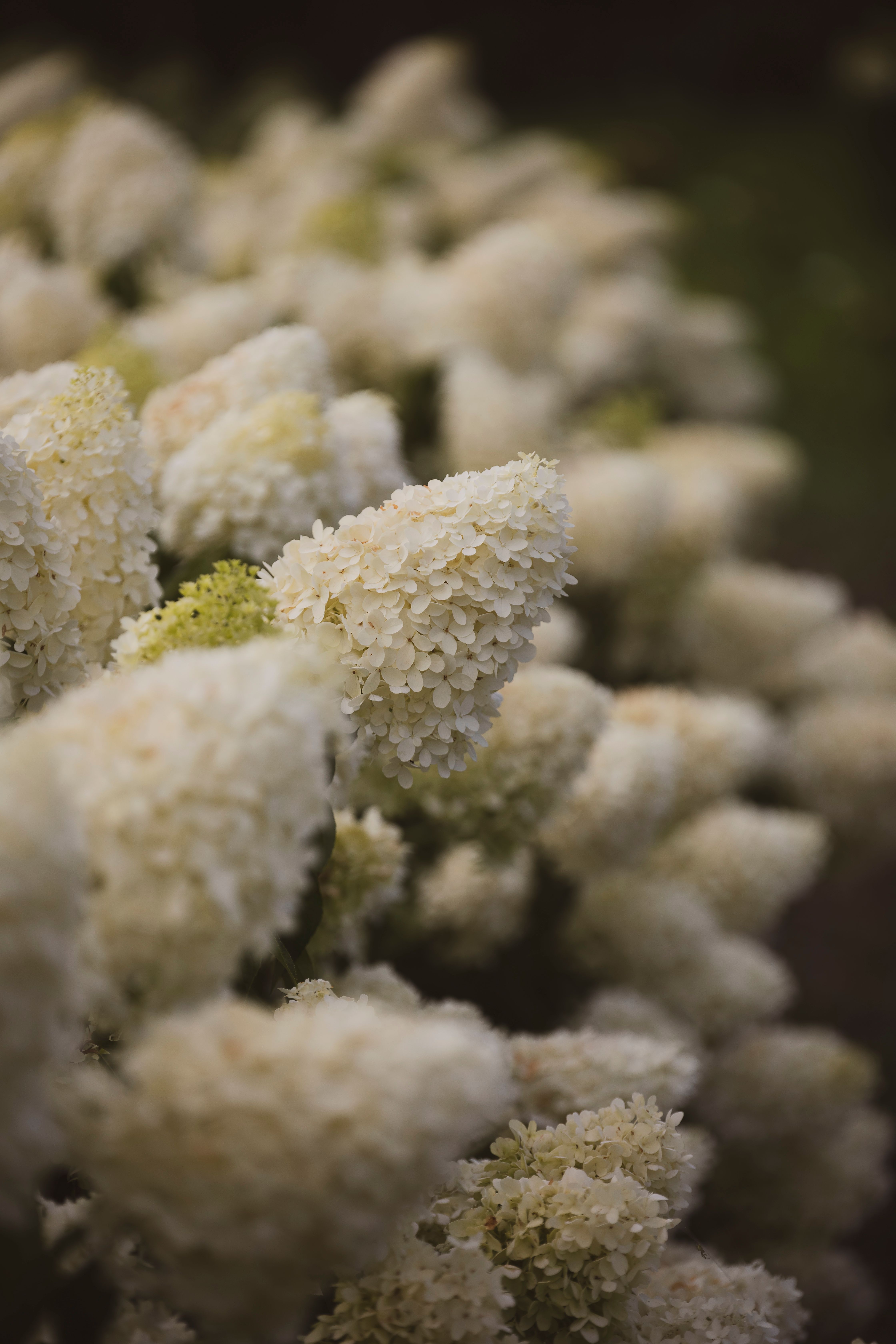 Close up of White Hydrangea Flowers · Free Stock Photo