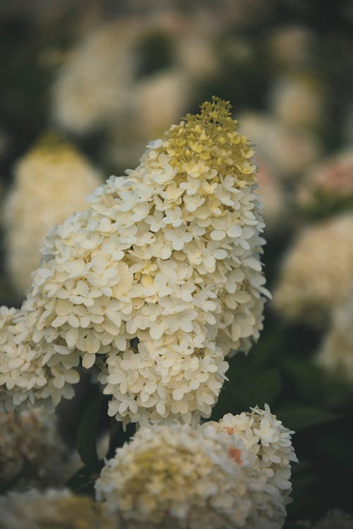 Close-up of White Hydrangea Flowers 