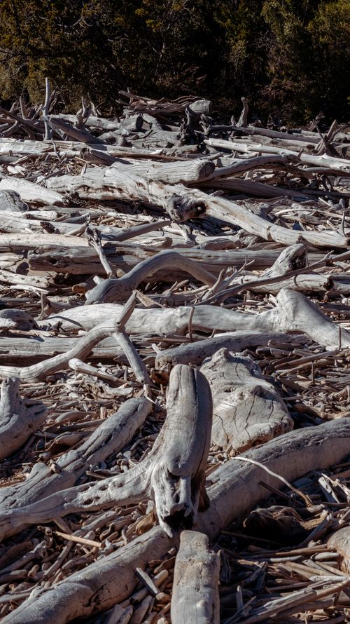 Free A serene landscape of intertwined driftwood creates a textured wilderness scene outdoors. Stock Photo