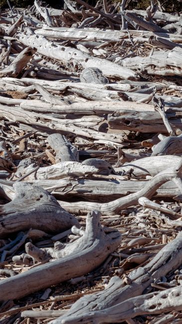 Fotomural Una colección de madera flotante gris esparcida en una costa rocosa, destacando texturas naturales.