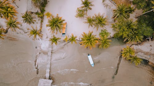 Gratis stockfoto met bovenaanzicht, dronefoto, palmbomen