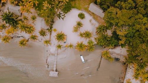 Aerial View of Coastal Palm Trees