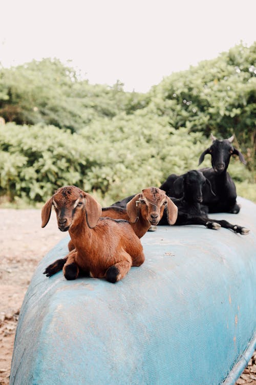 Goats Lying on a Blue Surface Outside