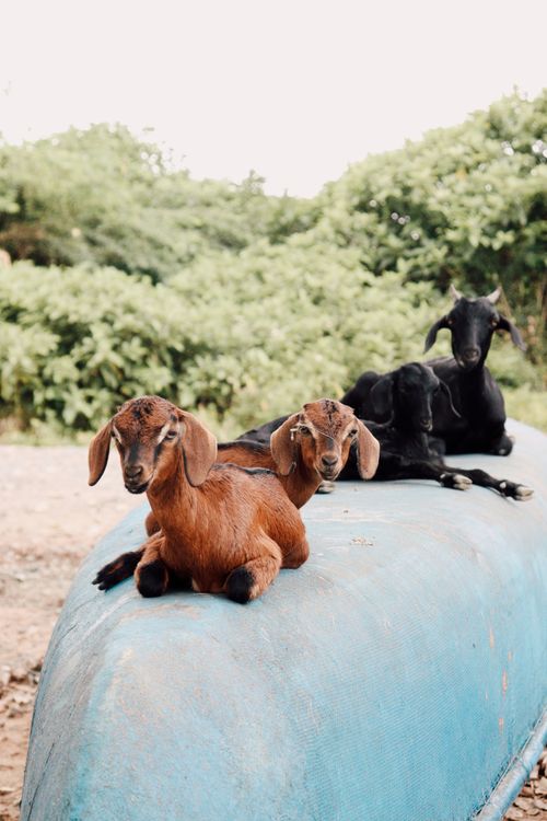Free Three young goats resting on a blue metal surface in a lush outdoor setting. Stock Photo