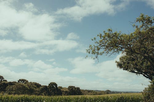 Darmowe zdjęcie z galerii z łąka, natura, pole