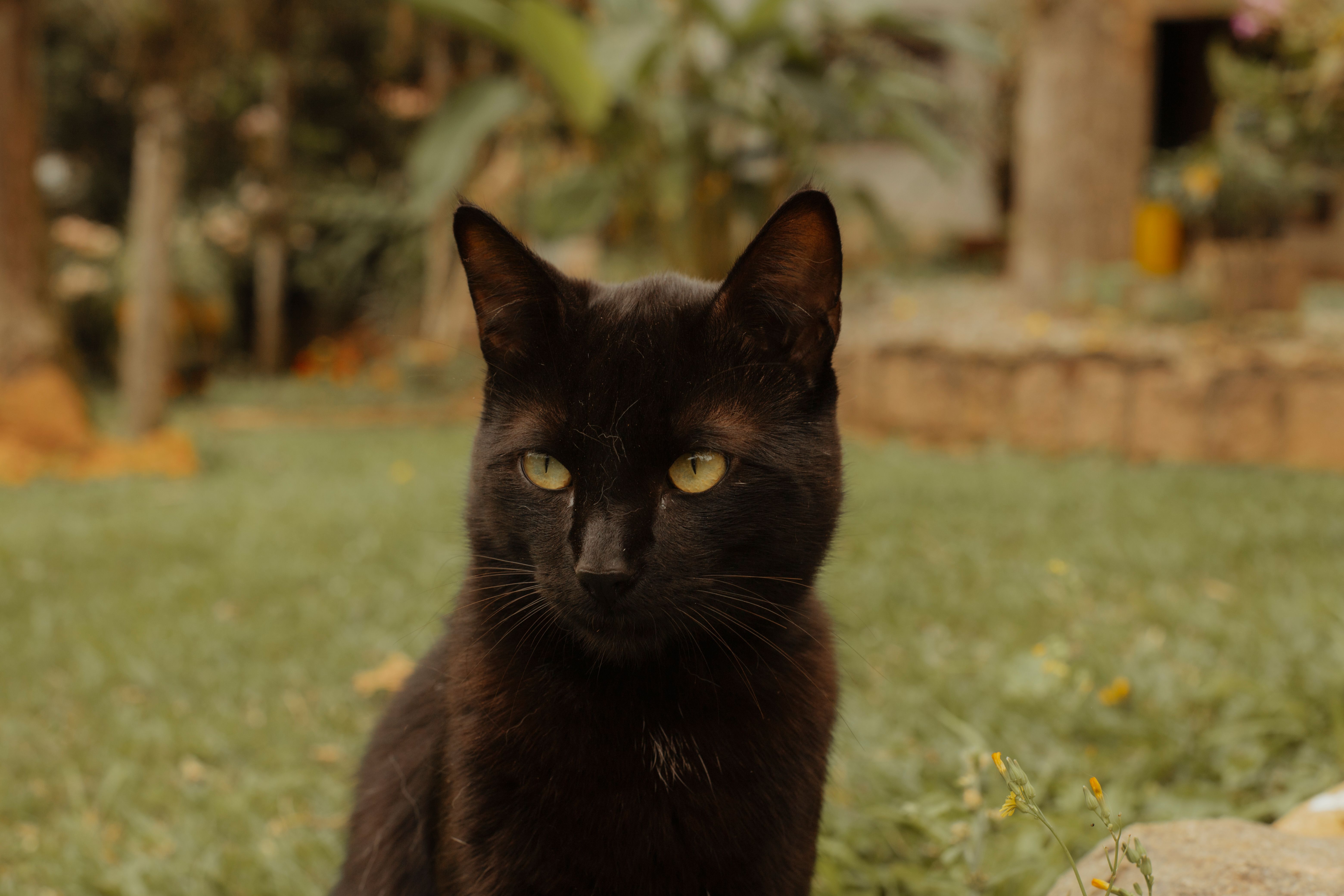 A captivating close-up portrait of a black cat sitting in a lush garden setting.
