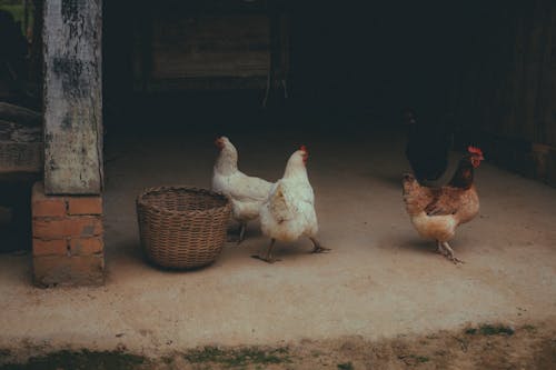 Hens Near the Chicken Coop
