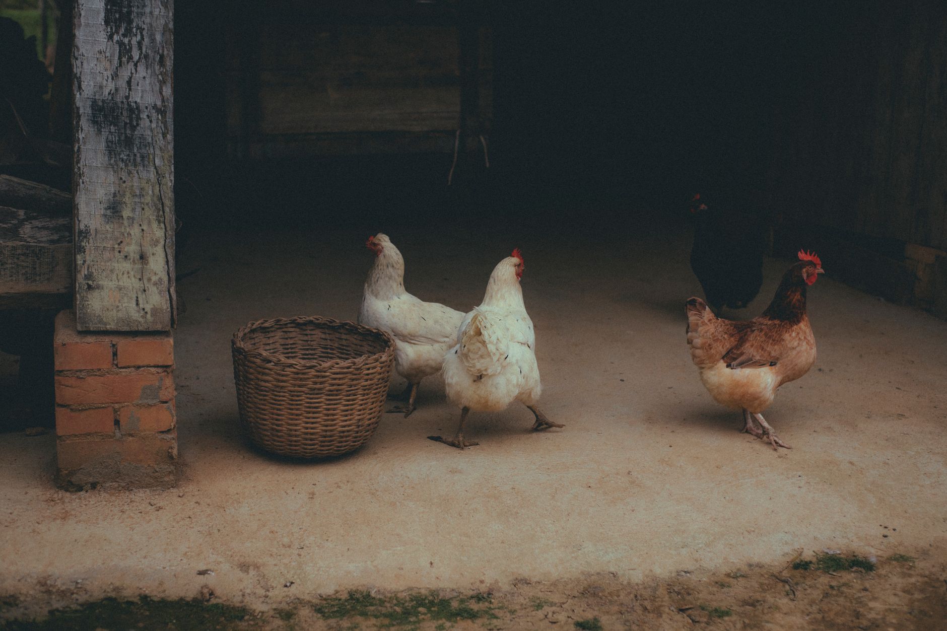 Chickens roam in a rustic farm setting next to a woven basket.