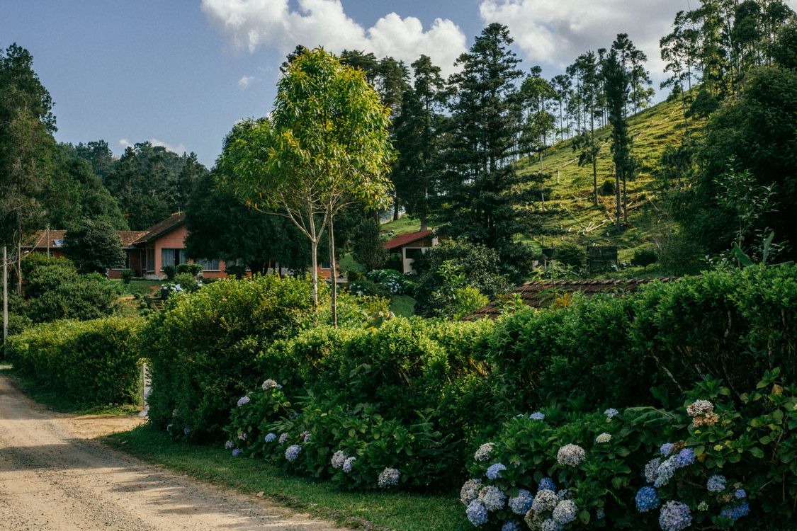 Green Trees in Village · Free Stock Photo
