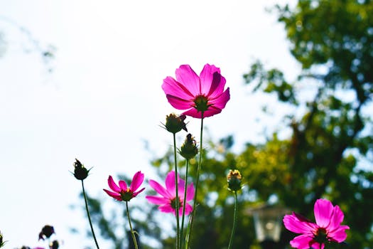 Bright pink cosmos flowers basking in sunlight against a clear sky, showcasing vibrant nature beauty.