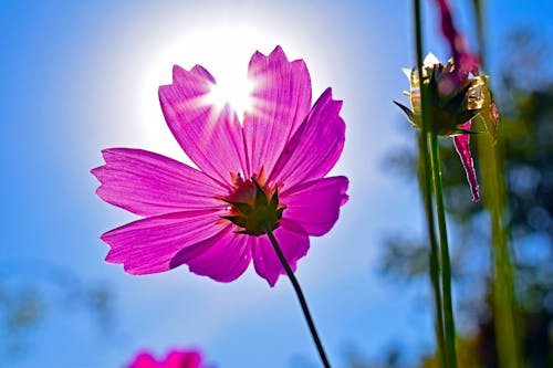 Sunlight over Pink Cosmos Flower