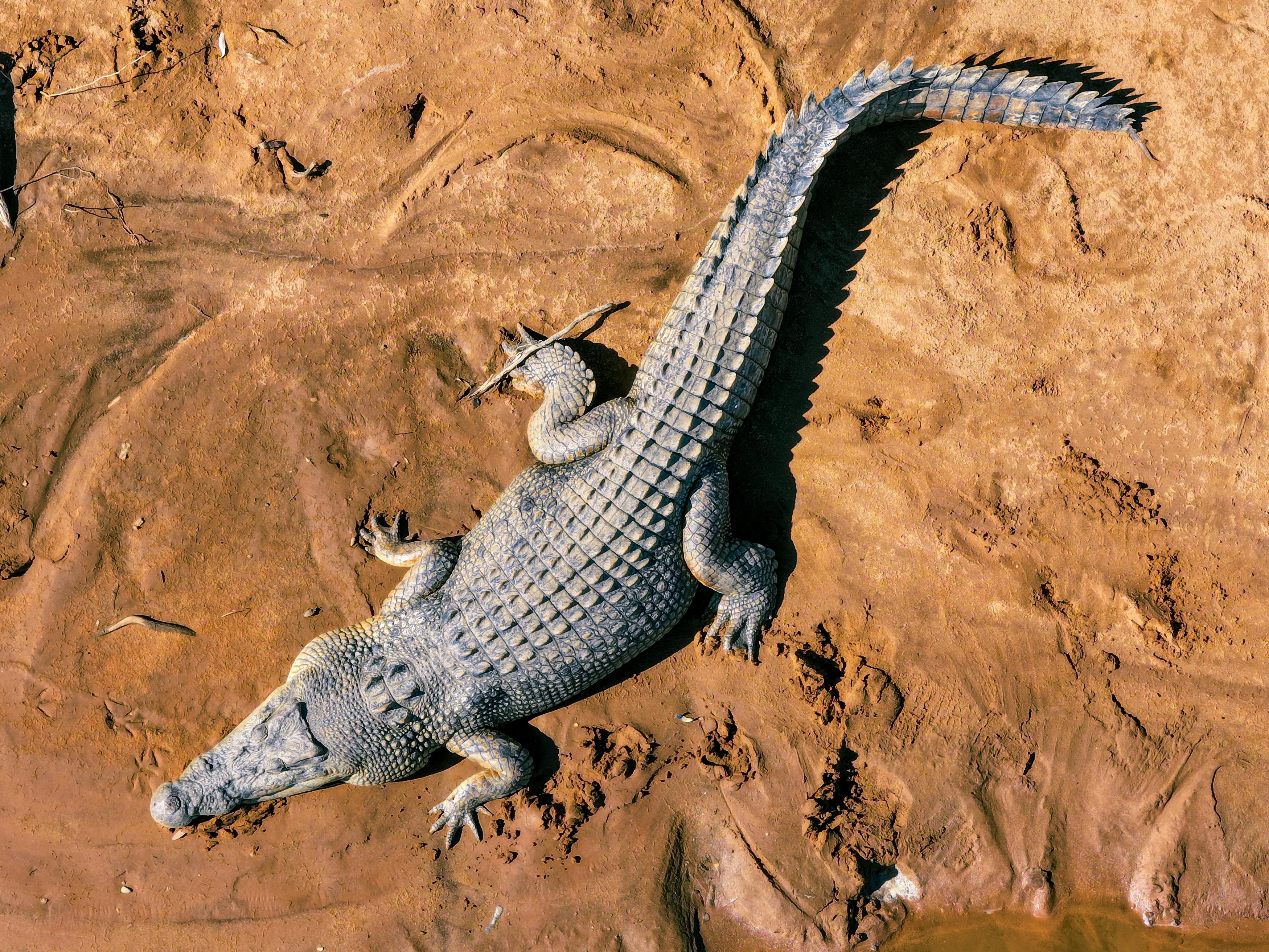 A top-down shot of a saltwater crocodile basking on a sunlit, muddy surface, showcasing its size and texture.