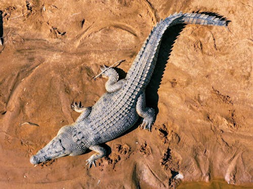 Top View of a Crocodile