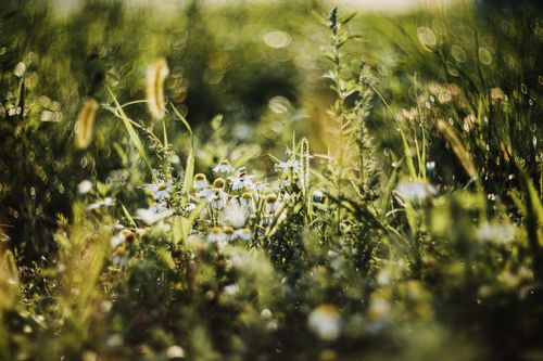Free Close-up of a vibrant field with blooming daisies and diverse green foliage in spring. Stock Photo