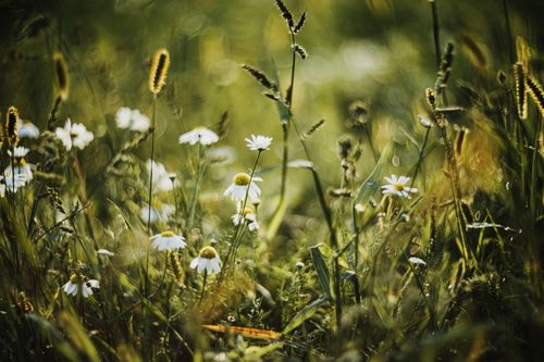 Free Sunlit meadow with white daisies and lush greenery, capturing a serene spring scene. Stock Photo