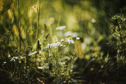 Free Beautiful close-up of daisies in a sunlit summer meadow, capturing nature's tranquility. Stock Photo