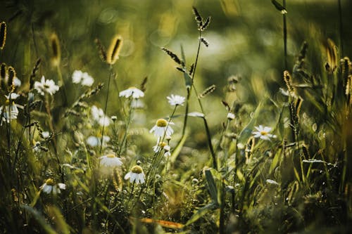 Close-up of Wildflowers on a Meadow