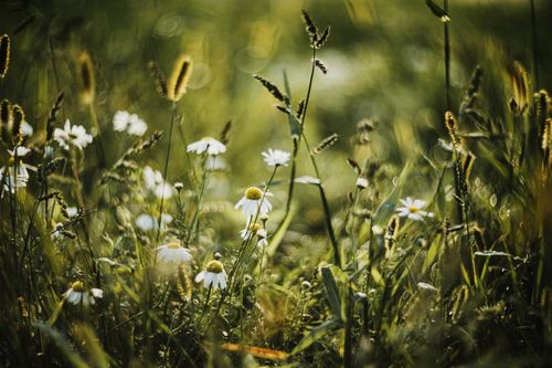 Free Close-up of chamomile flowers swaying in a sunlit meadow, evoking tranquility. Stock Photo