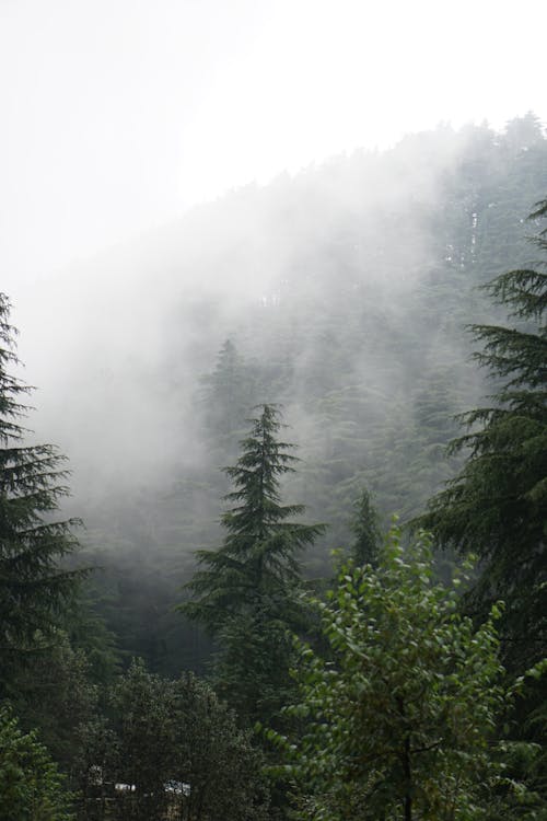 Foto profissional grátis de árvores, condensação, conífera