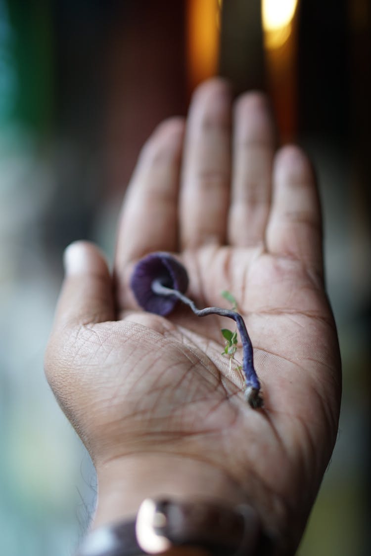 Thin Plant On Hand