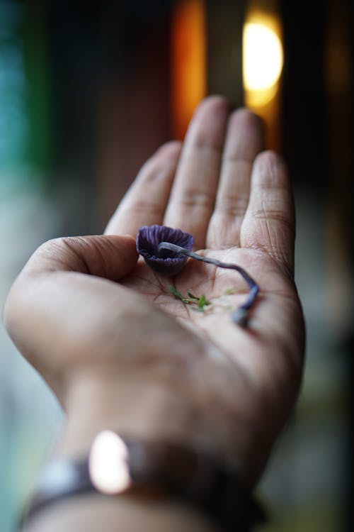 Close-up of a Person Holding a Mushroom on the Hand