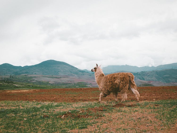 Alpaca In Nature