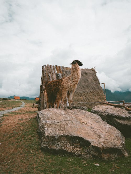 Foto d'estoc gratuïta de alpaca, cabana, fons de pantalla per al mòbil