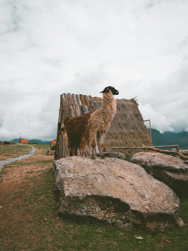 Alapaca On Rocks In Village