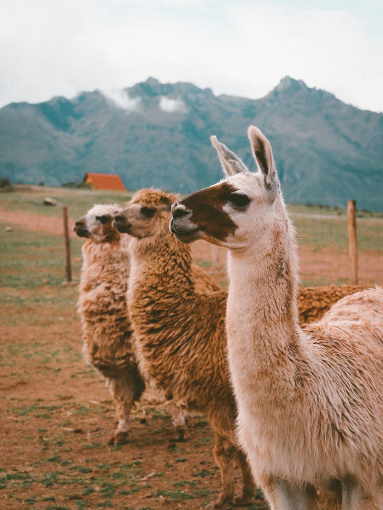 Alpacas Standing In Row On Pasture