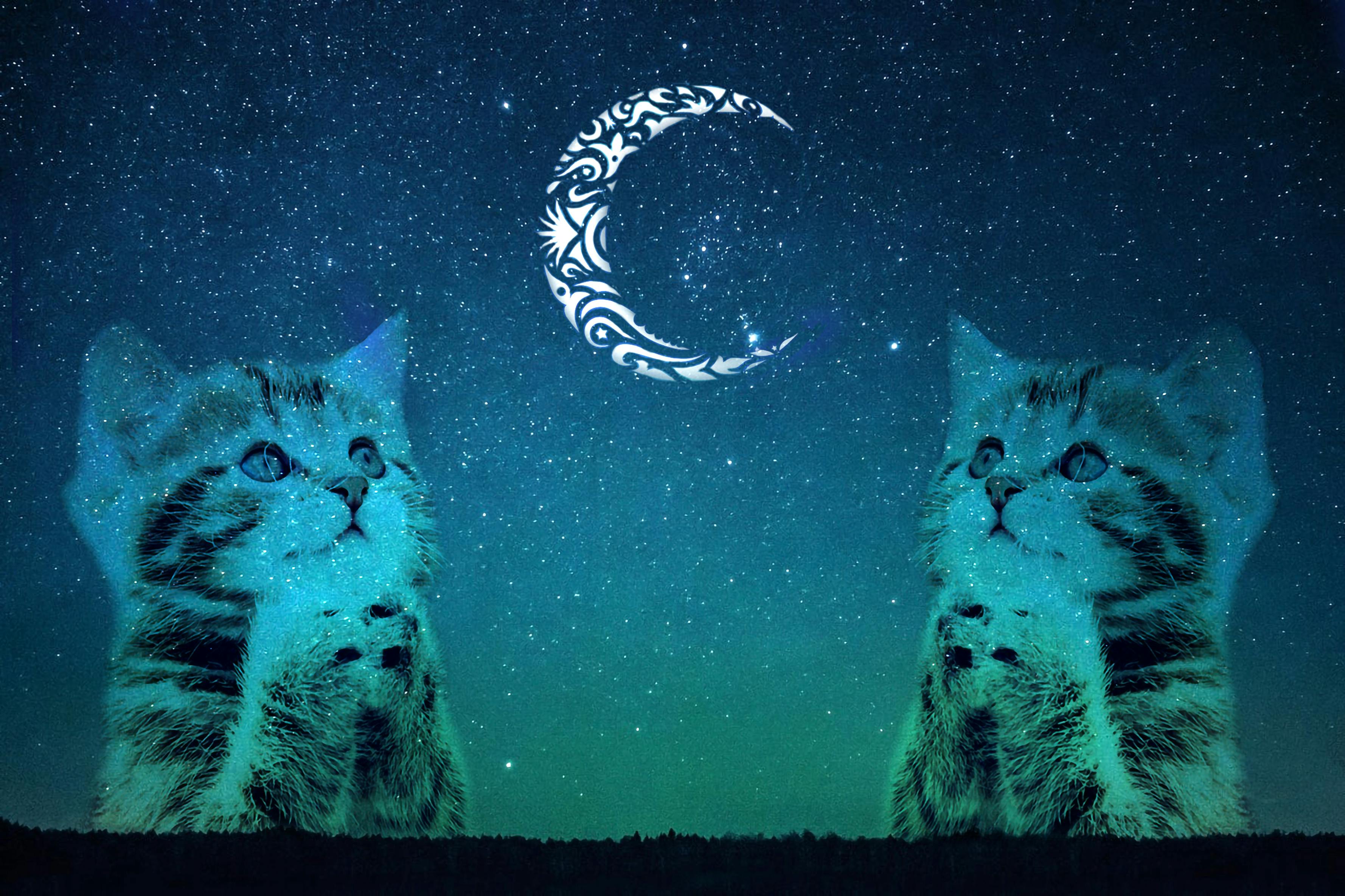 Free stock photo of animal, cat, galaxy