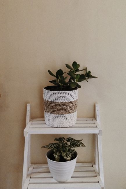 Elegant houseplants in decorative pots displayed on a chic wooden shelf, perfect for modern interiors.